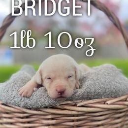 Bridget - Champagne female Dilute Retriever puppy in Puyallup, Washington from 12 Door Farm Labradors