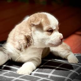 Ricci - Red and white male Siberian Husky puppy in Atlanta, Georgia from Lobban Huskies