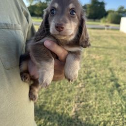 Olive - Chocolate and cream female Dachshund puppy in Mc Alester, Ok, Oklahoma from New Hope Miniature Dachshunds