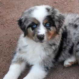 Kodak - Blue merle male Australian Shepherd puppy in San Tan Valley, Arizona from Mott Ranch - Blazin' Sun Aussies