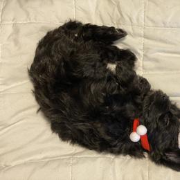 Schnoodle Puppies from Noodle Tings Puppies