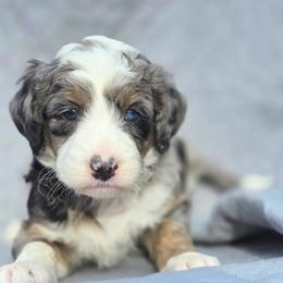 Hazel - Merle female Bernedoodle puppy in Shelton, Washington from NW Bernedoodles of Washington