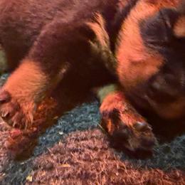 Girl 4th pick - Black and mahogany female Rottweiler puppy in Fredericktown, Missouri from Obsessions Rottweiler