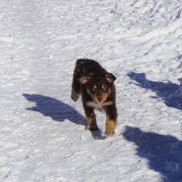 Australian Shepherd Puppies from Pole Canyon Australian Shepherds