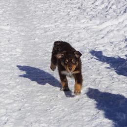 Australian Shepherd Puppies from Pole Canyon Australian Shepherds