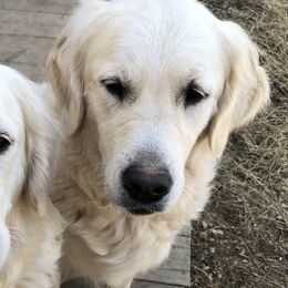 Diamond - Light golden Golden Retriever puppy in Limestone, Tennessee from Reel Ridge Goldens