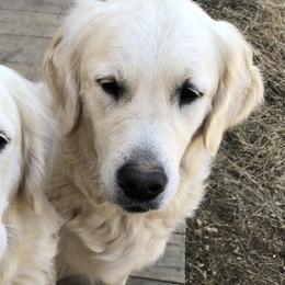 Diamond - Light golden Golden Retriever puppy in Limestone, Tennessee from Reel Ridge Goldens