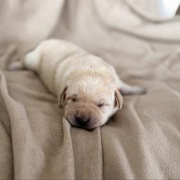 Orange collar - Yellow female Labrador Retriever puppy in Tekonsha, Michigan from Asher Acres Labs
