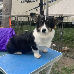 Roomba - Pembroke Welsh Corgi