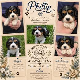 Philip - Tri-color male Cavalier King Charles Spaniel puppy in Sparta, Georgia from Southern Edge Therapy Ranch Cavaliers