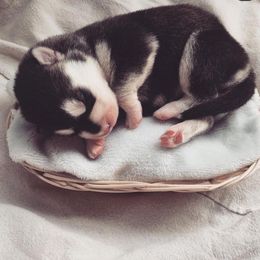 Siberian Husky Puppies from Husky Rose