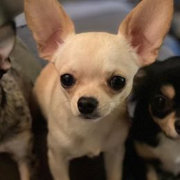 Chihuahuas from Cedar Tree Chihuahuas