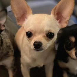 Chihuahuas from Cedar Tree Chihuahuas