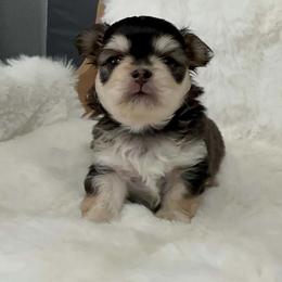 Theadore  4500 - Black sabled fawn male Chihuahua puppy in Citrus Heights, California from Golden State Chihuahuas