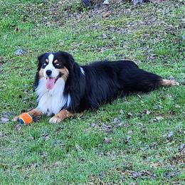 Gunner - Australian Shepherd