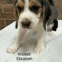 Kricket - Blue tan and white female Beagle puppy in Rogersville, Missouri from Hales Little Beagle Haven
