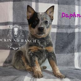 Daphne - Blue female Australian Cattle Dog puppy in Silsbee, Texas from Rockin ND Ranch