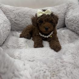 Poodle puppies from Dallas Paw Connect