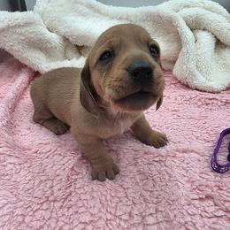 Kara - Red female Dachshund puppy in Dade City, Florida from Kingpindoxies