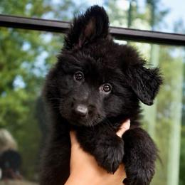 Aztec - Black female German Shepherd puppy in Canton, Texas from WILDWOOD GERMAN SHEPHERDS