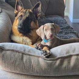 Weimaraner Puppies from Desert Rose Weimaraners