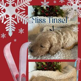 Tinsel - Cream female Poodle puppy in Dayton, Texas from Wolfe Island Poodles