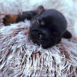 Bryce - Black and tan male Shih Tzu puppy in Richmond, Texas from Aleka Shih Tzu