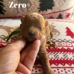 Zero - Red  male Poodle puppy in Modesto, California from Oso’s Red Toy, Mini, & Standard Poodles