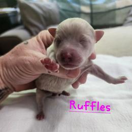 Ruffles - Lavender female Pomeranian puppy in Tyner, Kentucky from Tanner's Majestix Kennels