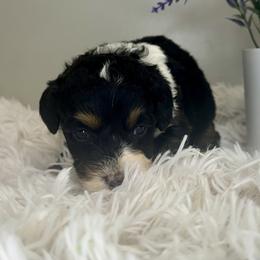 Boy 6 - Tri-color male Bernedoodle puppy in Russiaville, Indiana from Pleasant Creek Minibernedoodles