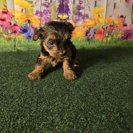 Chloe - Black and tan female Yorkshire Terrier puppy in Broxton, Georgia from More Than Family
