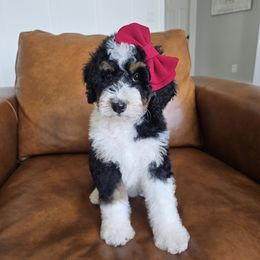 Aussiedoodle, Bernedoodle, and Double Doodle Puppies from Saltwater Doodles