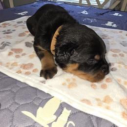 Rottweiler Puppies from Rottbies