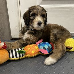 Bernedoodle Puppies from PNW Sheepies and Doodles