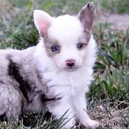 American Corgis, Dalmatians, Miniature American Shepherds, Pembroke Welsh Corgis, and Toy Australian Shepherds from The Wildfire Kennel
