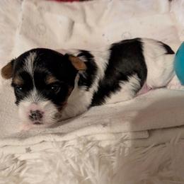 Tri-parti boy - Parti male Yorkshire Terrier puppy in Gatesville, Texas from KontryKritterz Yorkies