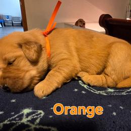 Orange - Golden female Golden Retriever puppy in Taylor Ridge, Illinois from Salata Goldens