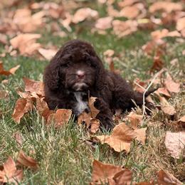 Shimmer - Chocolate female Cavapoo puppy in Colcord, Oklahoma from Copper Lane Aussies, Doodles & Cavapoos