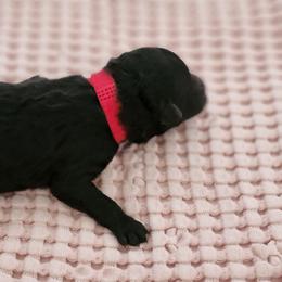 Pumi Puppies from Marylynn Carrasco