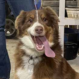 Rosie - Australian Shepherd