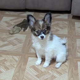 Dianthus - White and black male Papillon puppy in Joshua, Texas from Summertime Kennels