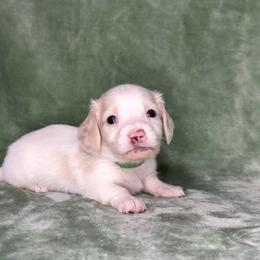Green collar - Cream male Dachshund puppy in Poteau, Oklahoma from Sisters Dazzling Dachshunds