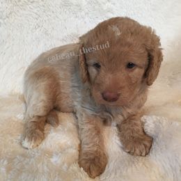 Australian Labradoodle, Double Doodle, Goldendoodle, and Labradoodle Puppies from Lake Mountain Doodle