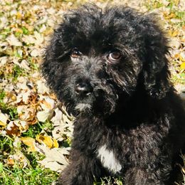 Oreo - Black female Goldendoodle puppy in Centralia, Missouri from Oodles Of Doodles Mo.