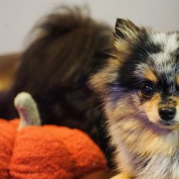 Pomeranians from J&A Poms