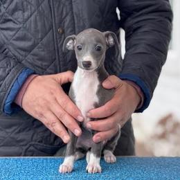 Boy 4 - Blue male Italian Greyhound puppy in Sugar Valley, Georgia from Pinnacle Farm and Kennel