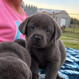 Maple (Light Pink Collar) - Charcoal female Dilute Retriever puppy in Baldwin City, Kansas from Hedge Lane Labradors