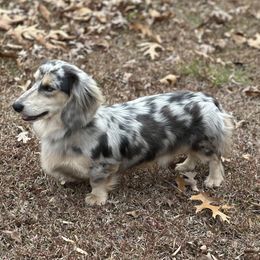 Dachshunds from Hidden Creek Dachshunds