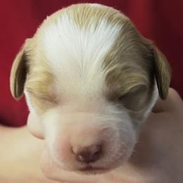 Krystal girl 5 - Orange and white female Brittany puppy in Floyd Knobs, Indiana from Cross Creek Brittanys