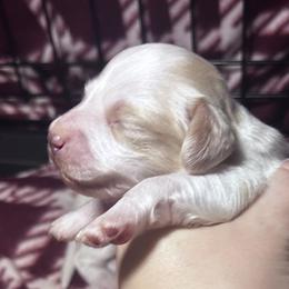 Dachshunds from Elo’s Doxies and Doxiepoos